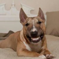 Смешные фото про собак до слез - смотреть бесплатно, онлайн 13