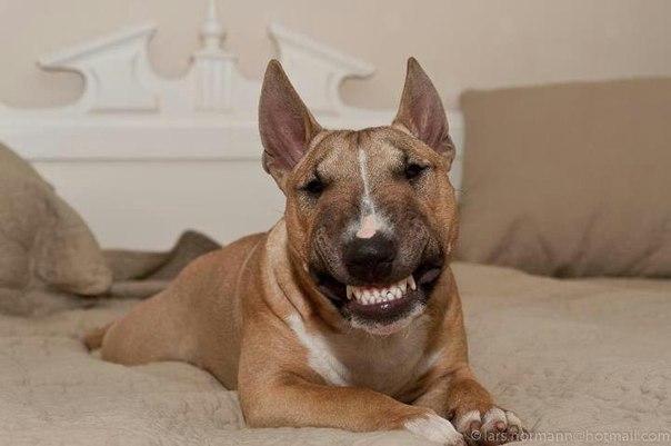 Смешные фото про собак до слез - смотреть бесплатно, онлайн 13