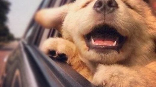 Собаки фото - красивые и смешные, прикольные, удивительные 6