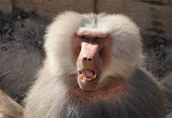 Фото обезьян - прикольные, смешные, веселые, забавные 6