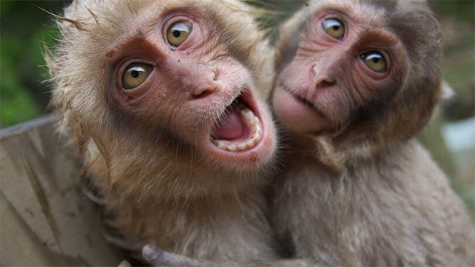 Фото обезьяны - смешные, веселые, ржачные, прикольные 1
