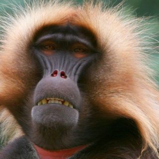 Фото обезьяны - смешные, веселые, ржачные, прикольные 16