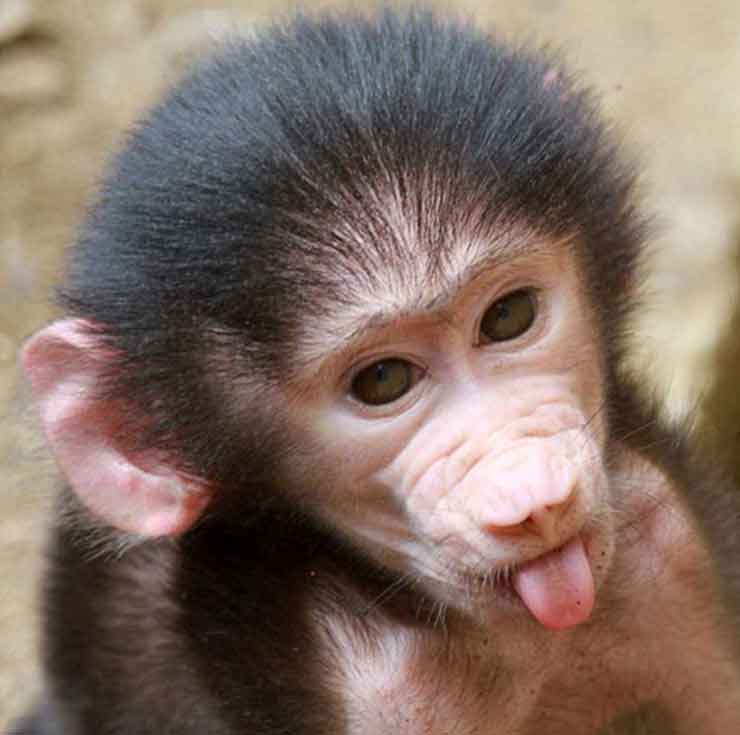 Фото обезьяны - смешные, веселые, ржачные, прикольные 5