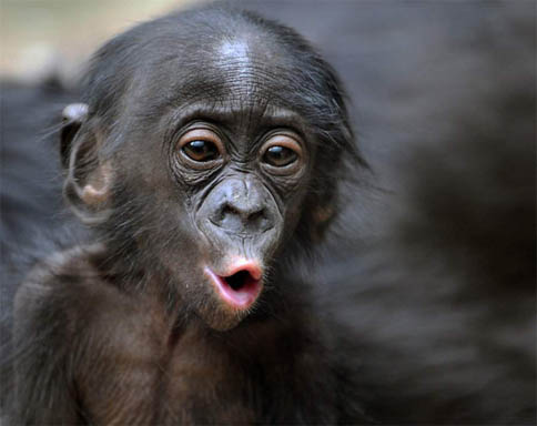 Фото обезьяны - смешные, веселые, ржачные, прикольные 7