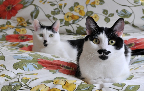Черно-белые коты - фото, картинки, красивые, прикольные 11