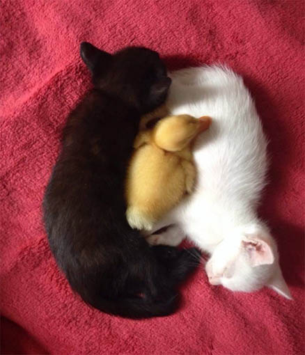 Черно-белые коты - фото, картинки, красивые, прикольные 12