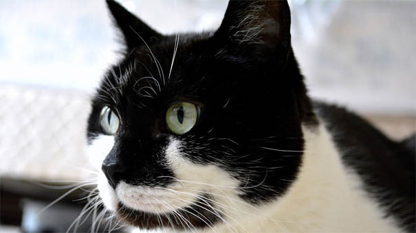 Черно-белые коты - фото, картинки, красивые, прикольные 13