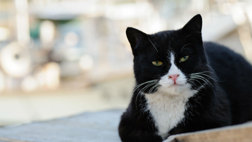 Черно-белые коты - фото, картинки, красивые, прикольные 3