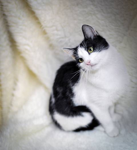 Черно-белые коты - фото, картинки, красивые, прикольные 5