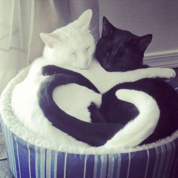 Черно-белые коты - фото, картинки, красивые, прикольные 8