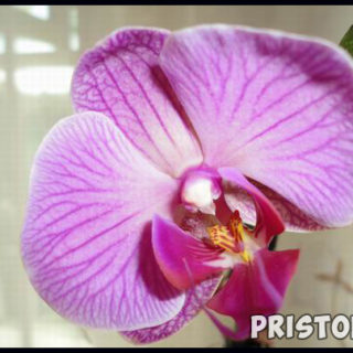 Орхидея фаленопсис - уход в домашних условиях, фото 2
