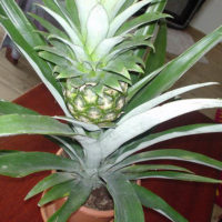 Как вырастить ананас в домашних условиях - посадка, уход 1