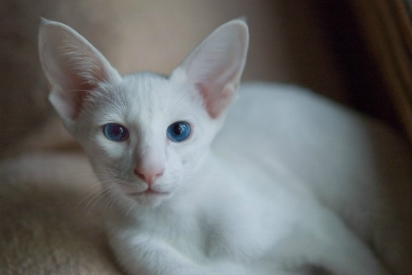 Белый кот с голубыми глазами - красивые фото, картинки, смотреть 1
