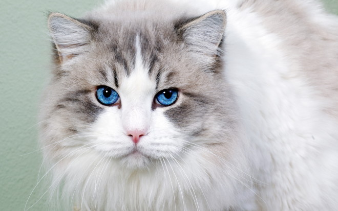 Белый кот с голубыми глазами - красивые фото, картинки, смотреть 14