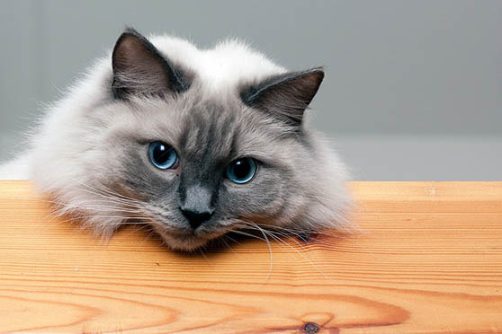 Белый кот с голубыми глазами - красивые фото, картинки, смотреть 15