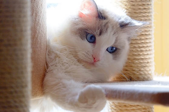 Белый кот с голубыми глазами - красивые фото, картинки, смотреть 16