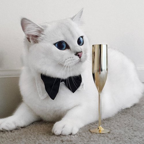 Белый кот с голубыми глазами - красивые фото, картинки, смотреть 17
