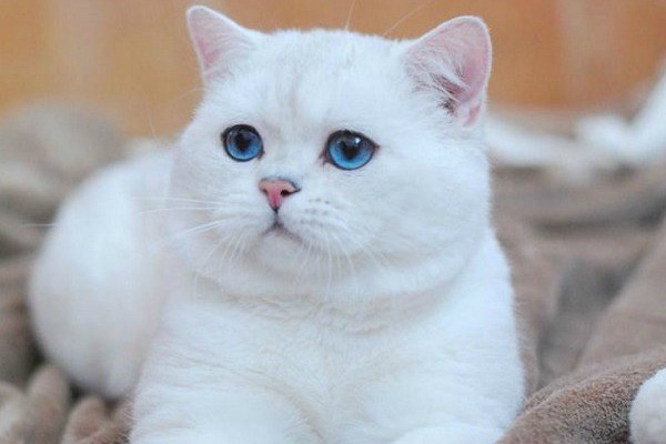 Белый кот с голубыми глазами - красивые фото, картинки, смотреть 18