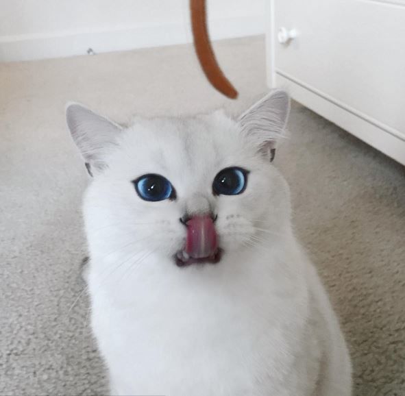 Белый кот с голубыми глазами - красивые фото, картинки, смотреть 21