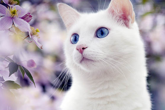 Белый кот с голубыми глазами - красивые фото, картинки, смотреть 24