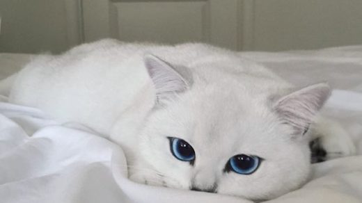 Белый кот с голубыми глазами - красивые фото, картинки, смотреть 25
