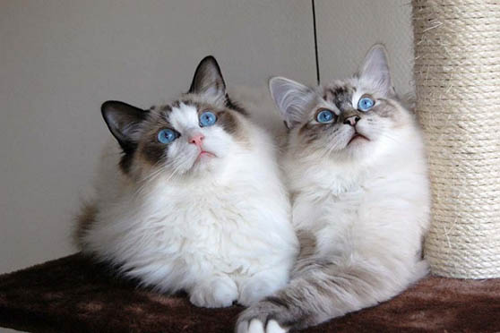 Белый кот с голубыми глазами - красивые фото, картинки, смотреть 3