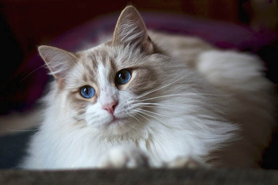 Белый кот с голубыми глазами - красивые фото, картинки, смотреть 4