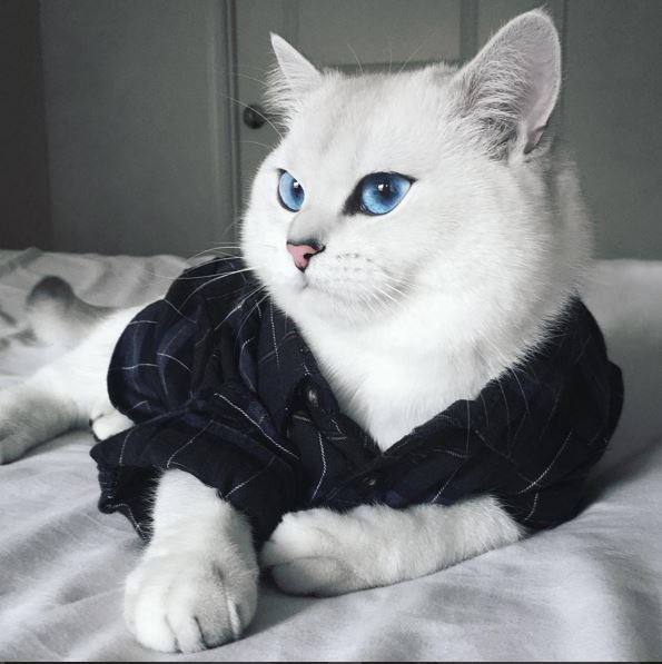 Белый кот с голубыми глазами - красивые фото, картинки, смотреть 5