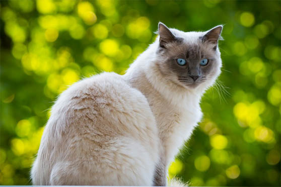 Белый кот с голубыми глазами - красивые фото, картинки, смотреть 6