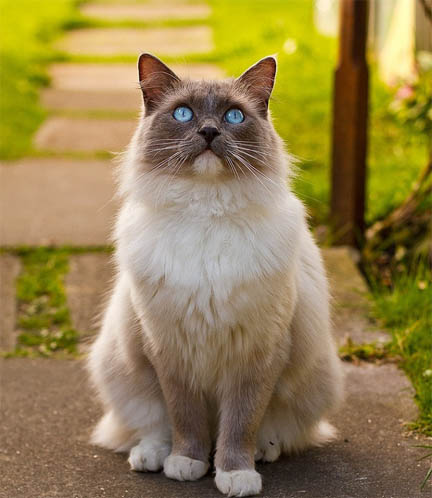 Белый кот с голубыми глазами - красивые фото, картинки, смотреть 8