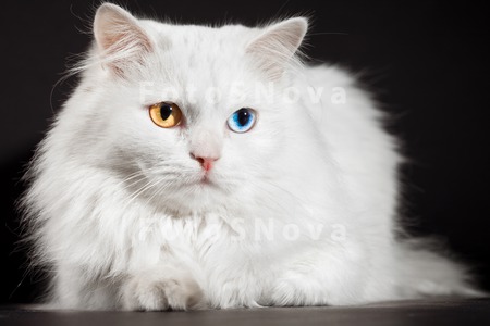 Белый кот с разными глазами - смотреть фото, картинки, бесплатно 1