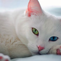 Белый кот с разными глазами - смотреть фото, картинки, бесплатно 10