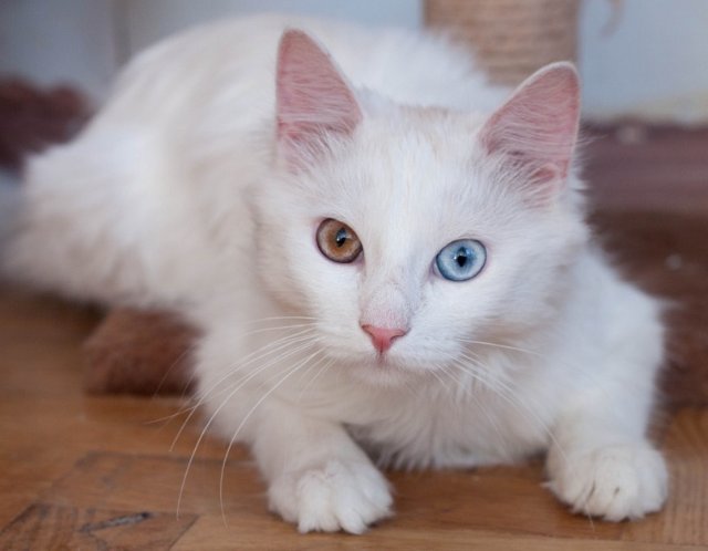 Белый кот с разными глазами - смотреть фото, картинки, бесплатно 12