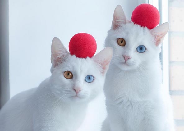 Белый кот с разными глазами - смотреть фото, картинки, бесплатно 13