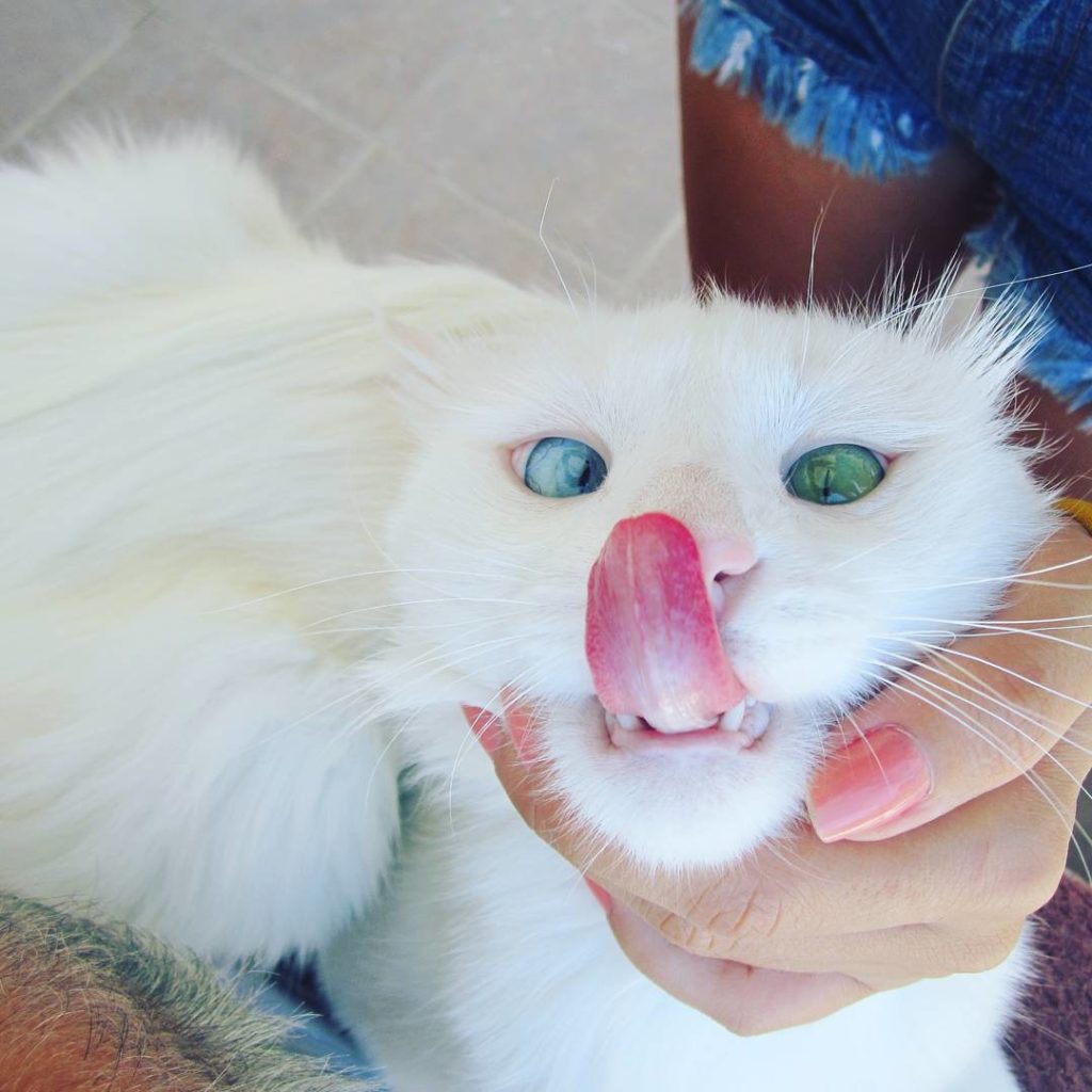Белый кот с разными глазами - смотреть фото, картинки, бесплатно 15