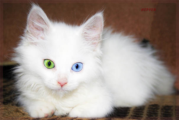 Белый кот с разными глазами - смотреть фото, картинки, бесплатно 5