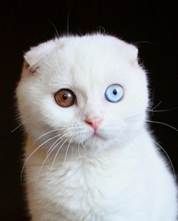 Белый кот с разными глазами - смотреть фото, картинки, бесплатно 8