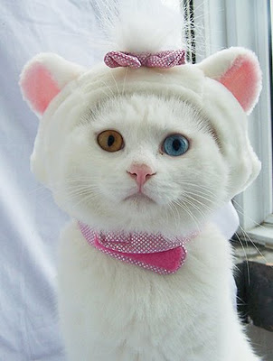 Белый кот с разными глазами - смотреть фото, картинки, бесплатно 9