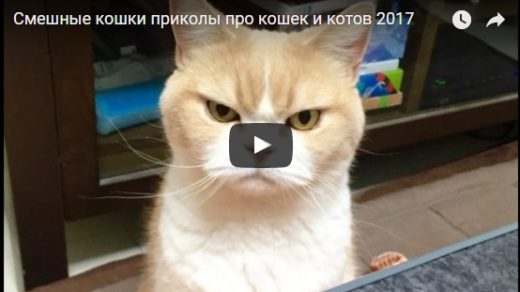 Видео приколы с кошками - смешные до слез, смотреть бесплатно