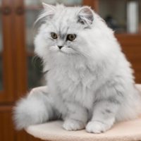Персидская кошка - описание породы, фото, чем кормить 4