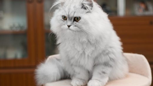 Персидская кошка - описание породы, фото, чем кормить 4