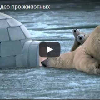 Смешные видео про животных - смотреть бесплатно до слез