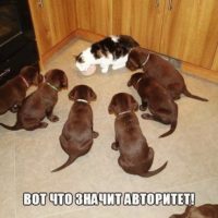 Смешные картинки котов с надписями - смотреть бесплатно 7
