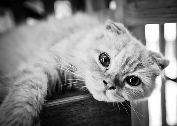 Черно-белые картинки котов, красивые коты - фото черно-белые 13