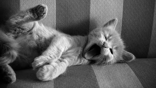 Черно-белые картинки котов, красивые коты - фото черно-белые 14