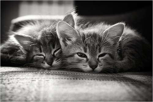 Черно-белые картинки котов, красивые коты - фото черно-белые 6
