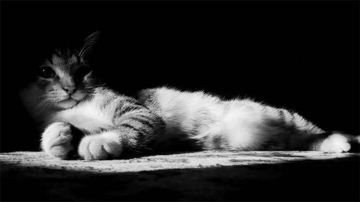 Черно-белые картинки котов, красивые коты - фото черно-белые 7