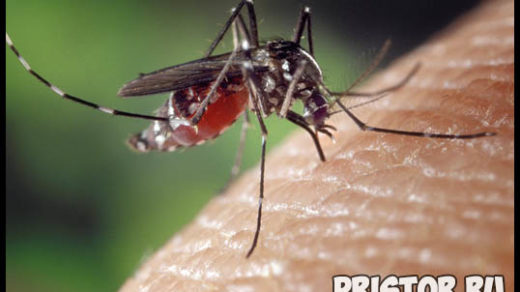 Почему комары кусаются, пьют кровь и укусы сильно чешутся 1