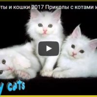 Смешные видео про котов - смотреть бесплатно, онлайн