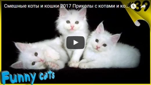 Смешные видео про котов - смотреть бесплатно, онлайн